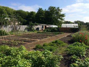 Allotment Image